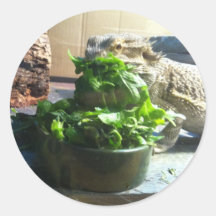 Bearded dragon enjoying salad round stickers