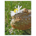 Bearded dragon flyers