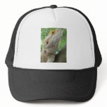 Bearded Dragon hats