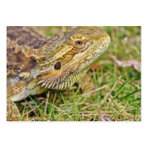 Bearded Dragon Head Business Card Template