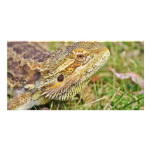Bearded Dragon Head Photo Card