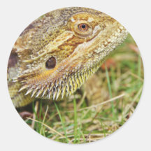 Bearded Dragon Head Round Sticker