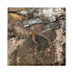 Bearded dragon lizard fridge magnets