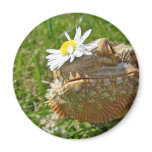 Bearded dragon refrigerator magnet