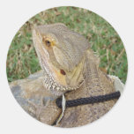 Bearded Dragon Outdoors Round Sticker