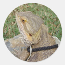 Bearded Dragon Outdoors Round Sticker