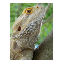Bearded Dragon Post Cards