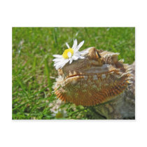 Bearded dragon postcards