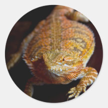 Bearded Dragon Round Sticker