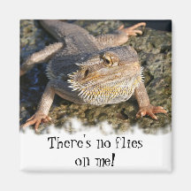 Bearded Dragon Series Fridge Magnet