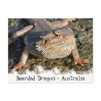 Bearded Dragon Series