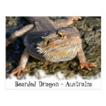 Bearded Dragon Series Postcard