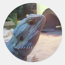 Bearded Dragon Sticker