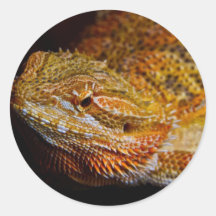 Bearded Dragon Sticker