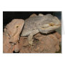 Bearded Dragons Greeting Card