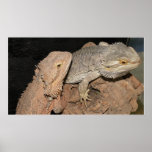Bearded Dragons Poster