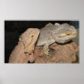 Bearded Dragons Poster