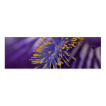 Bearded Iris Business Card Templates