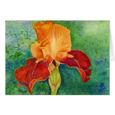 Bearded iris greeting cards by DebraLeeBaldwin
