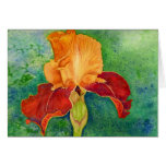 Bearded iris greeting cards
