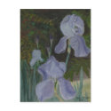 Bearded Iris Postcard