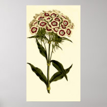 Bearded Pink or Sweet William Posters