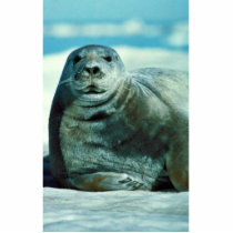 Bearded seal portrait photo sculptures