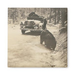 bears at car magnet