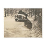 bears at car post card