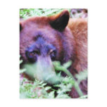 Bears Ferns Post Cards