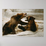 Bears posters