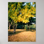 Beatiful Autumn Tree posters