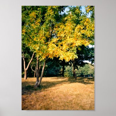 Beatiful Autumn Tree Poster by julifi