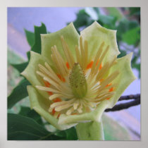 Beautfiul Flower Print