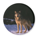beautiful animals of the wild refrigerator magnets