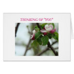 Beautiful Apple Blossoms, THINKING OF "YOU" Greeting Card