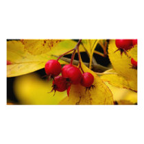 beautiful autumn photo card