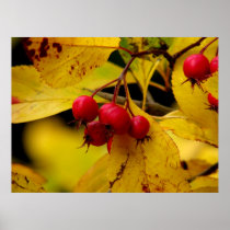 beautiful autumn poster
