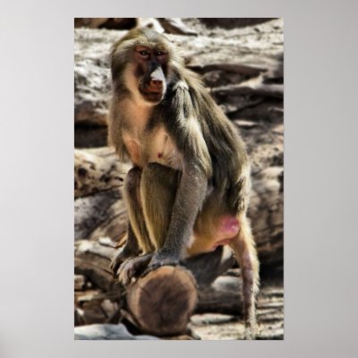 beautiful baboon print by mrsrnj