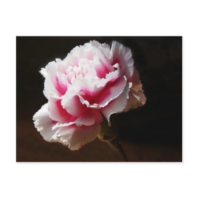 Beautiful Baby Pink Carnation Flower Postcards by CountryCorner
