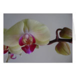 Beautiful Baby Yellow Orchids