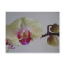 Beautiful Baby Yellow Orchids