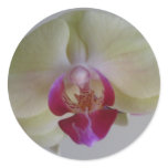 Beautiful Baby Yellow Orchids
