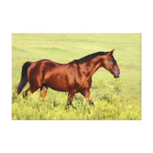 Beautiful Bay Horse Stretched Canvas Prints
