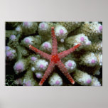 Beautiful Beautiful starfish Poster