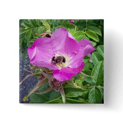 Beautiful Bee Button by CreatureCreations