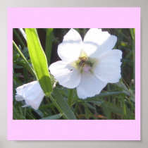 Beautiful Bee On Morning Glory Flower Poster