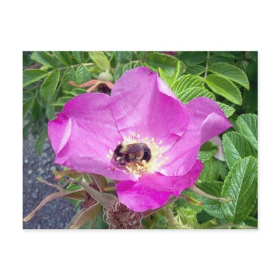 Beautiful Bee Postcard by CreatureCreations