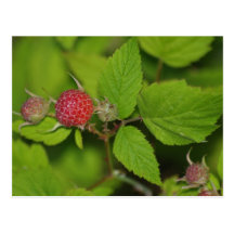 Beautiful Berries Post Card