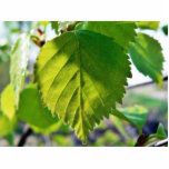 Beautiful Birch Leaves Photo Cut Out